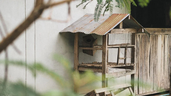 Poulailler en bois avec toit en tôle ondulée, adossé à un mur dans un jardin