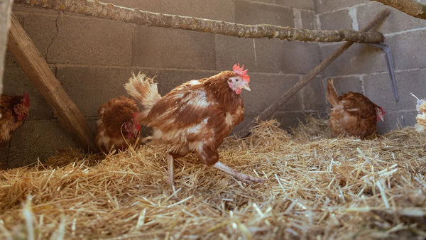 Poules rousses sur une litière de paille dans un poulailler, sous des perchoirs en bois