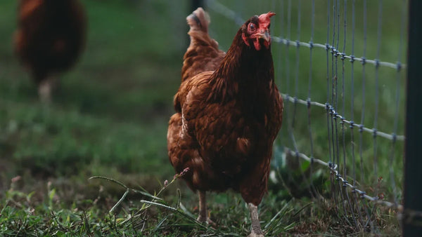 Poule rousse le long d'une clôture grillagée, dans l'herbe d'un enclos
