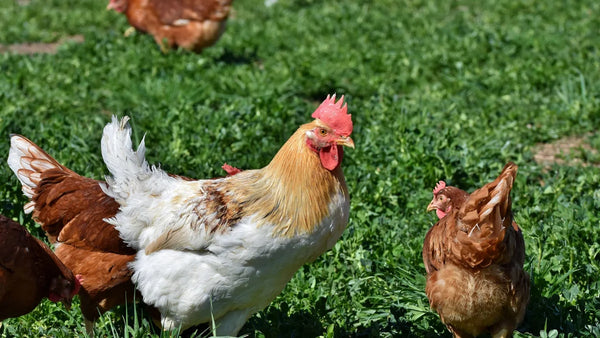 Coq blanc et poules rousses picorant dans l'herbe d'un pré
