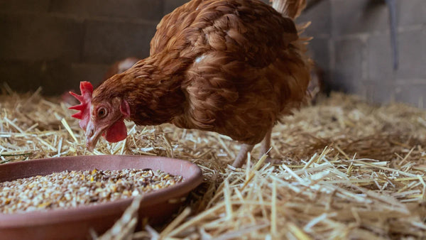 Poule rousse penchée sur une mangeoire remplie de grain, sur un lit de paille