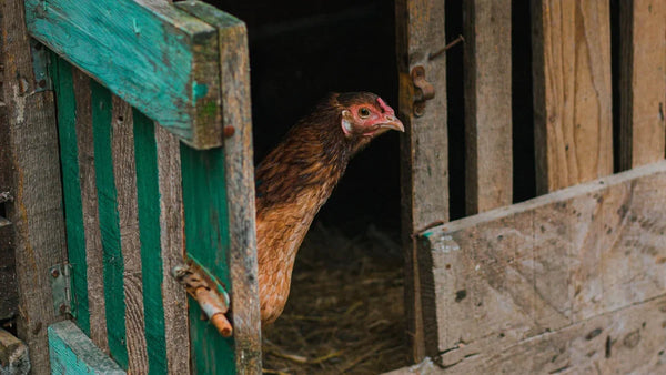 Poule rousse sortant par la trappe en bois d'un poulailler, porte peinte en vert