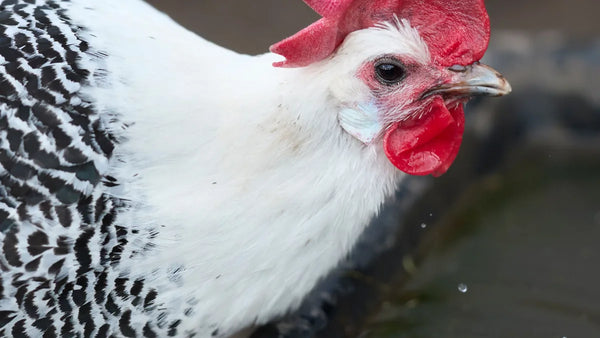Poule blanche et noire buvant, gros plan sur la tête et le bec