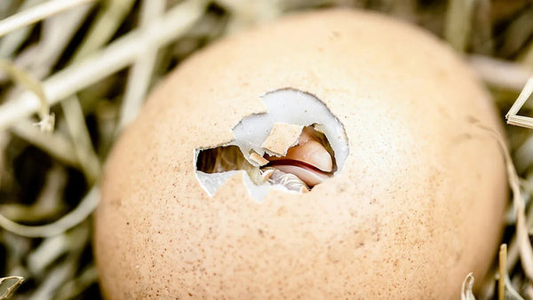 Œuf de poule en train d'éclore, le bec du poussin perçant la coquille