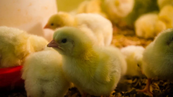 Poussins jaunes duveteux serrés les uns contre les autres sous la chaleur