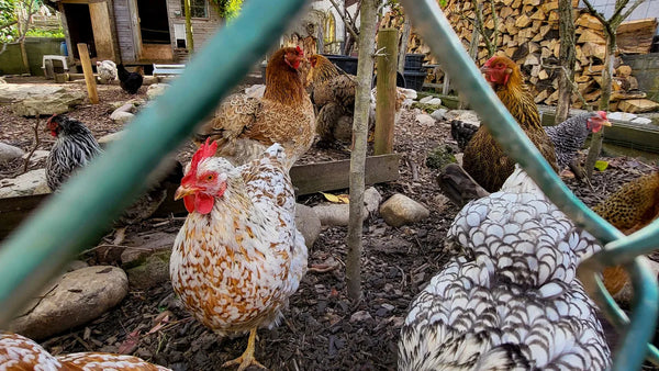 Poules picorant dans un enclos grillagé de jardin