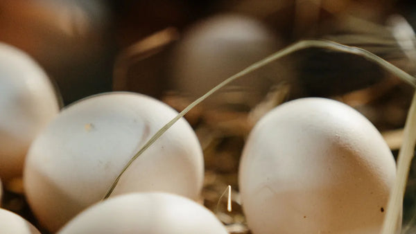 Œufs de poule frais posés dans un nid de paille