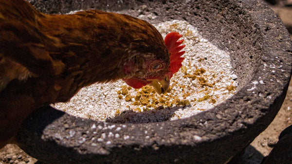 Poule brune picorant du grain dans une mangeoire en pierre