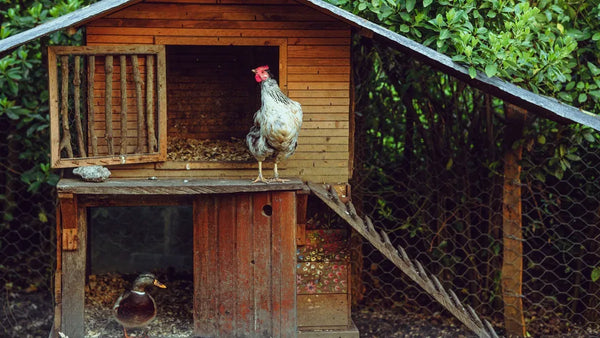 Poulailler en bois rustique dans un jardin, avec un coq et un canard
