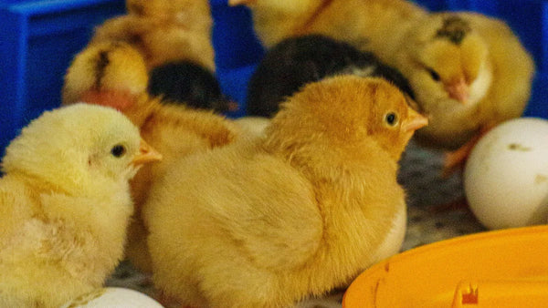 Poussins jaunes et œufs dans le plateau d'un incubateur