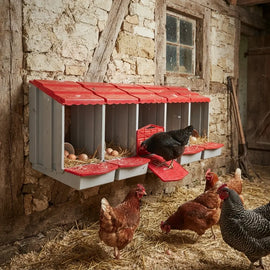 Pondoir automatique fixé au mur d'une grange, poules qui pondent