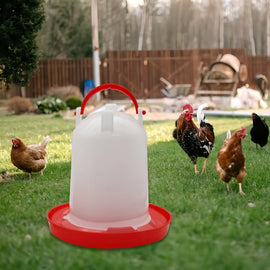 L'abreuvoir posé sur l'herbe d'un jardin, un coq et trois poules en arrière-plan