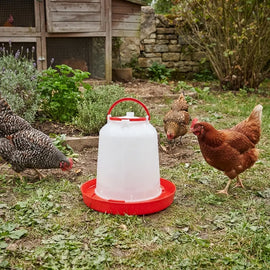 L'abreuvoir posé dans un jardin devant un poulailler, trois poules qui picorent autour
