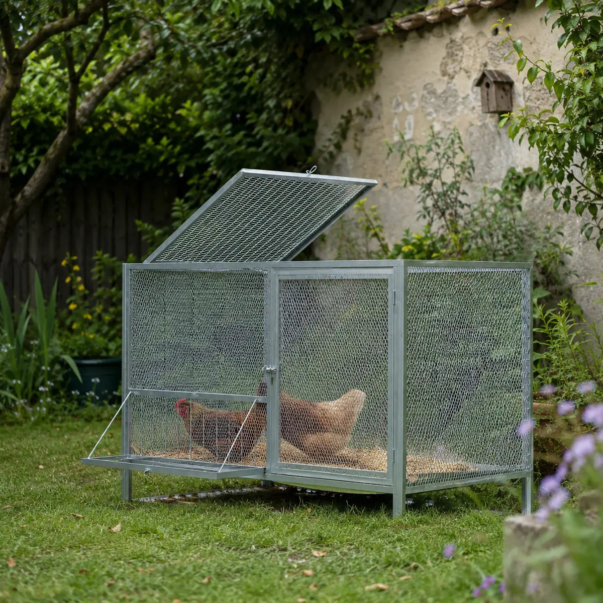 Cage à poules grillagée posée dans l'herbe contre un vieux mur, deux poules à l'intérieur