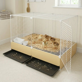Poussins sur un lit de copeaux dans la cage, vue de trois quarts, porte ouverte