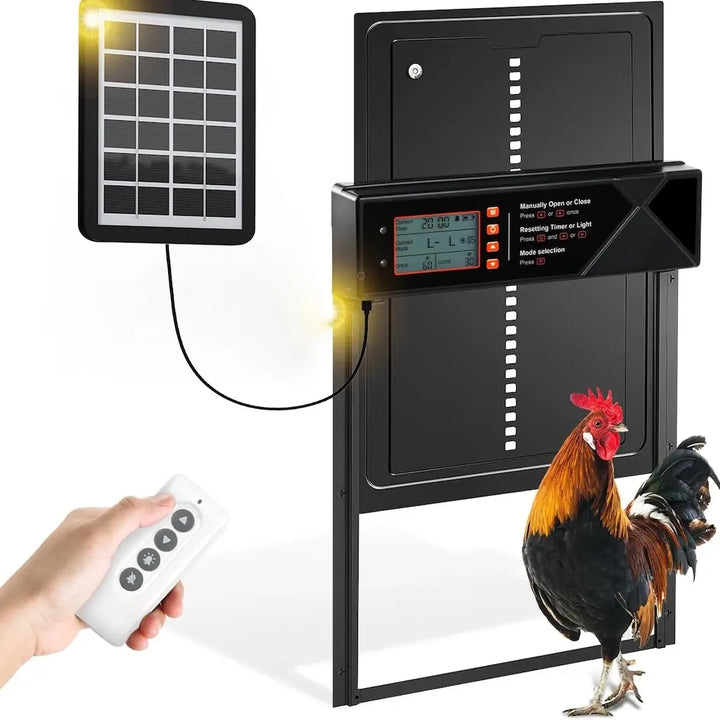 Fermeture solaire de porte de poulailler avec son panneau solaire et sa télécommande, un coq passe dans l'ouverture