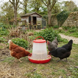 Poules autour de la mangeoire remplie de granulés dans un jardin