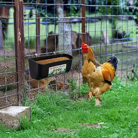 Mangeoire suspendue accrochée au grillage d'un enclos, un coq devant