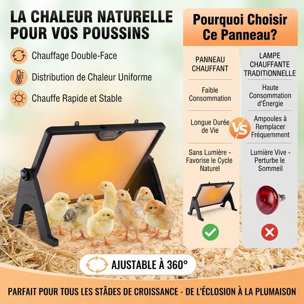 Sept poussins serrés sous la plaque posée sur la litière, comparée à une lampe chauffante infrarouge traditionnelle