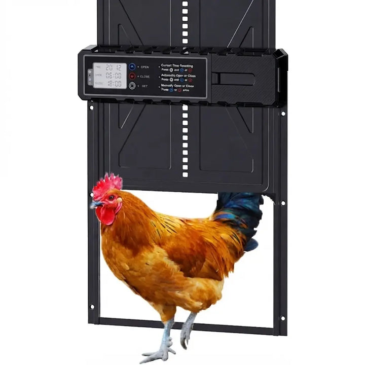Porte automatique de poulailler grande taille à écran LCD, une poule rousse traverse le passage