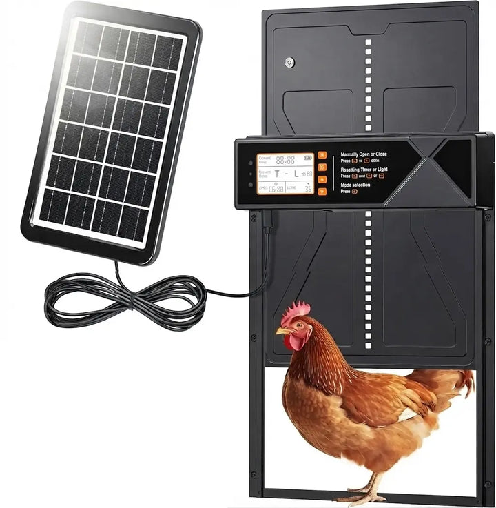 Porte automatique de poulailler professionnelle à détection avec son panneau solaire, une poule franchit l'ouverture