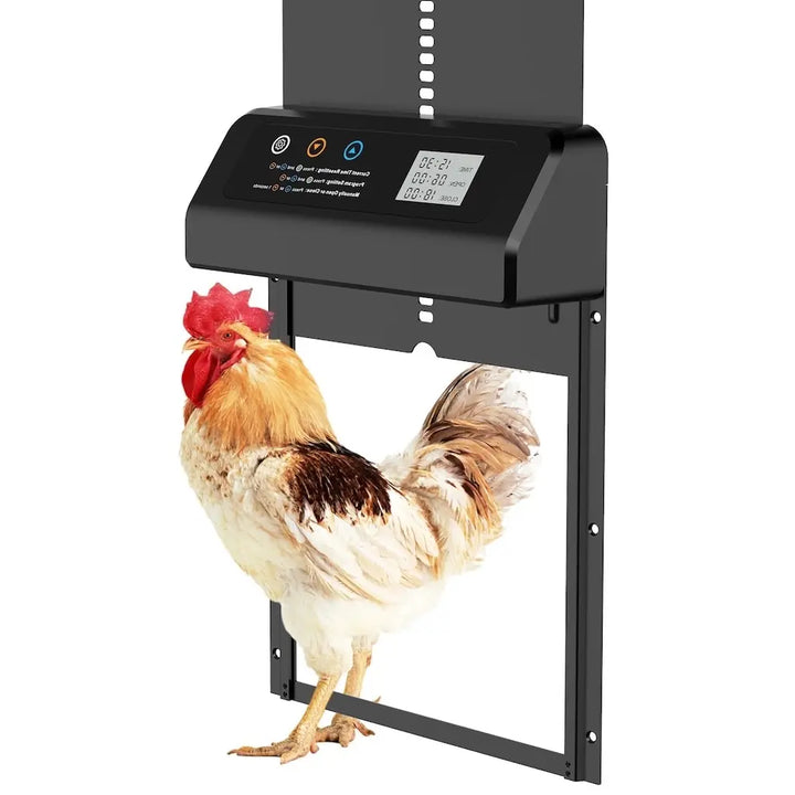 Porte automatique pour poules pondeuses à capteur et minuterie, un coq franchit l'ouverture