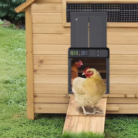 La porte coulissante installée sur un poulailler en bois, une poule descend la passerelle