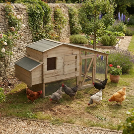 Poulailler en bois naturel avec son enclos grillagé attenant dans un jardin, plusieurs poules au sol