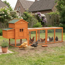 Poulailler en sapin orange de 297 cm avec son enclos de deux mètres déployé sur une pelouse, quatre poules à l'intérieur